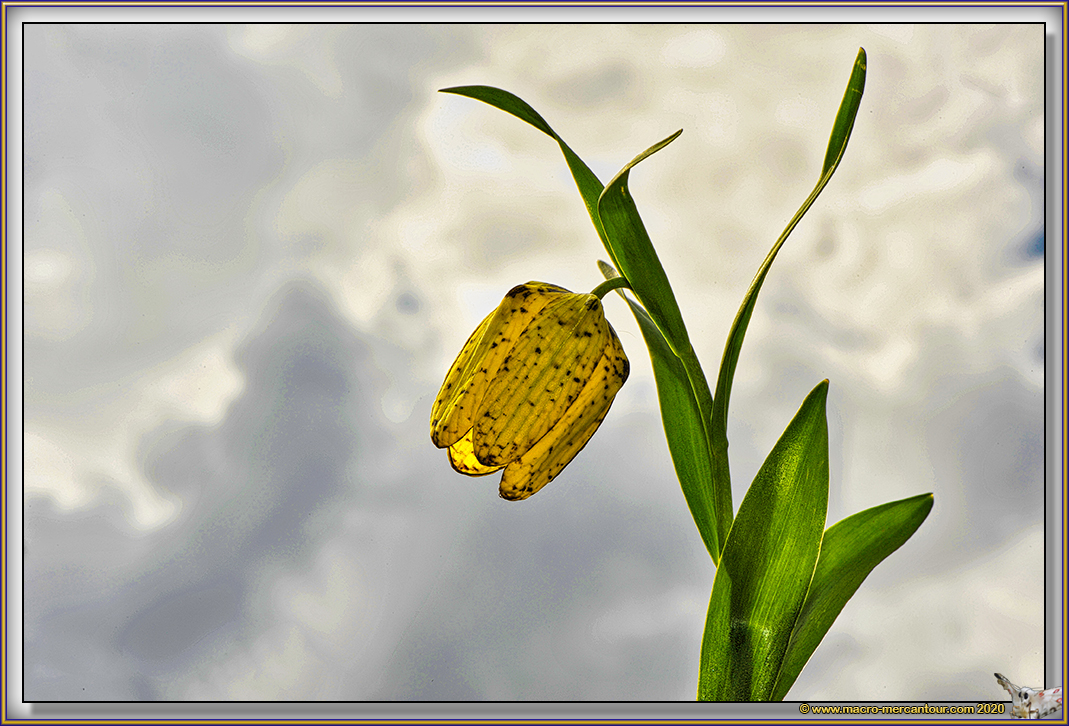 Fritillaire de Moggridge